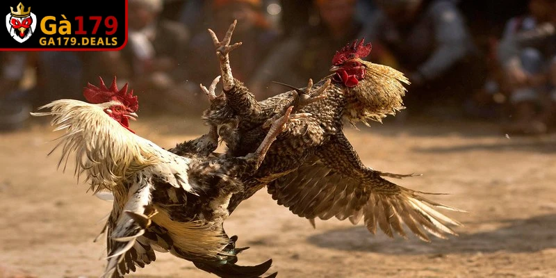 Các loại thuốc điều trị bệnh ORT trên gà phổ biến